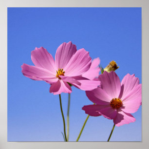 Poster de belles fleurs roses serrant un ciel bleu clair