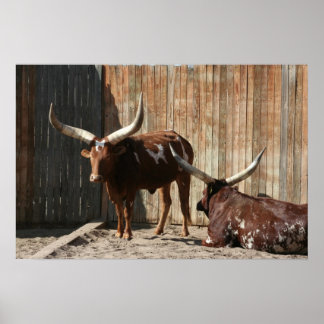 Poster de bétail Ankole-Watusi