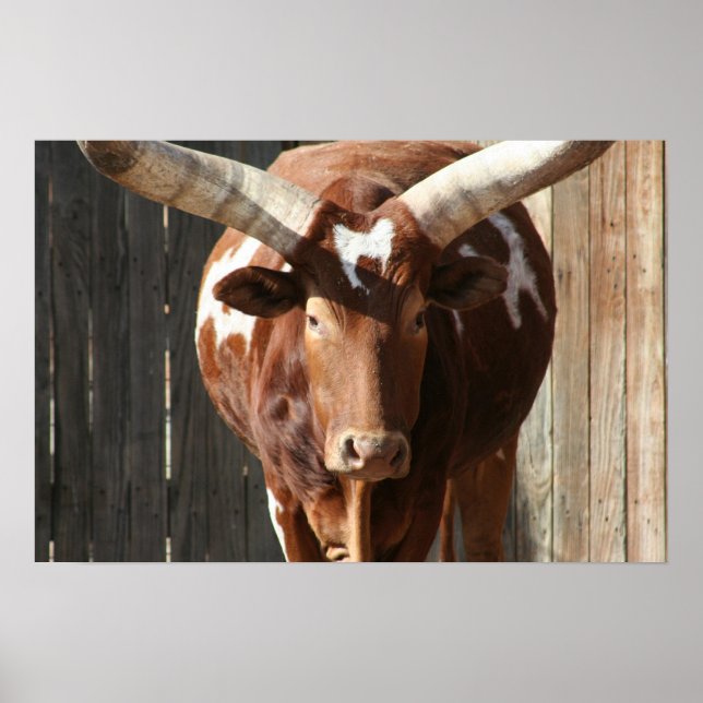 Poster de bétail Ankole-Watusi (Devant)