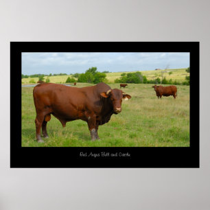Poster de bétail Red Angus Print