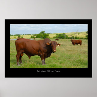 Poster de bétail Red Angus Print