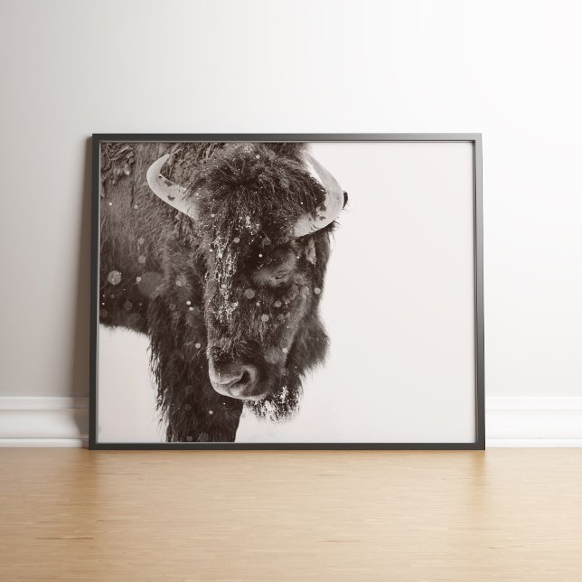 Poster de bison américain à la neige (Snow-dusted American Bison Farmhouse Poster in a black wooden frame.)