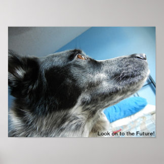 Poster de Blue Heeler