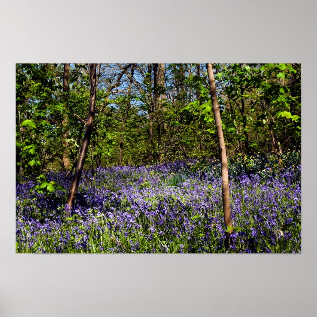 Poster de Bluebells in the woods (Devant)