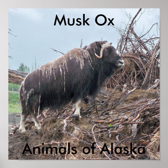 Poster de boeuf musqué-Animaux de l'Alaska (Devant)