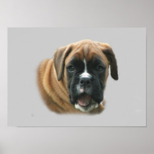 Poster de boîte