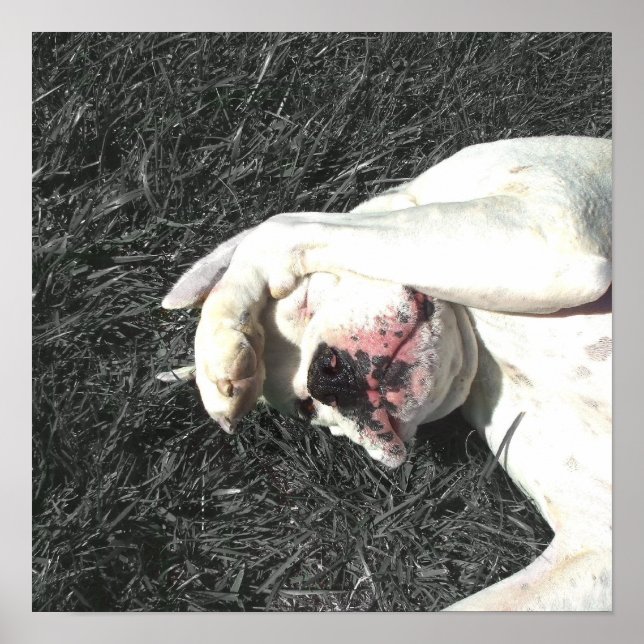 Poster de boxeur blanc (Devant)