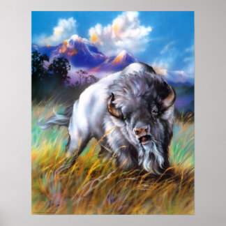 Poster de Buffalo Blanc