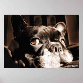 Poster de Bulldogge français par Bullylicious
