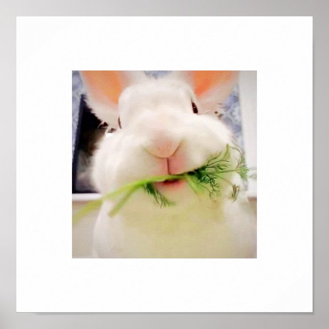 Poster de Bunny Munching (Devant)