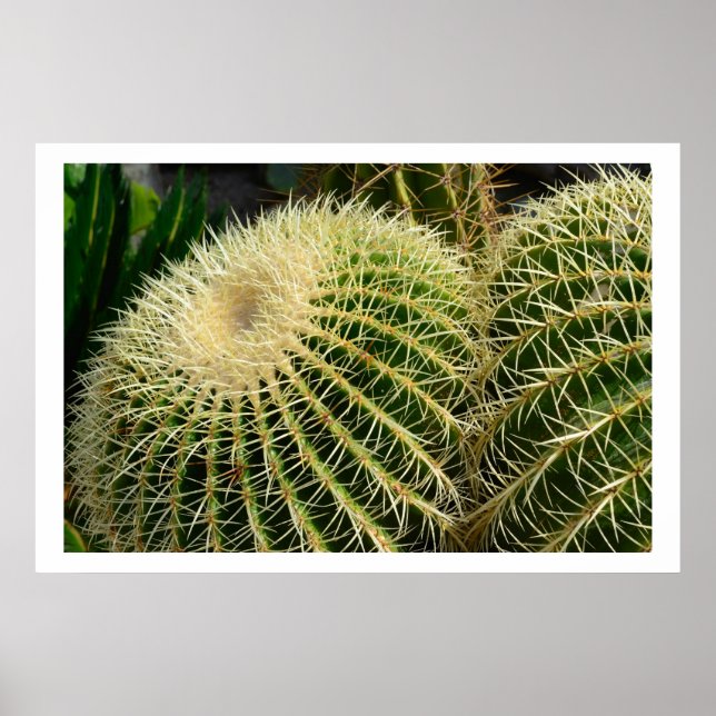 Poster de Cactus (Devant)