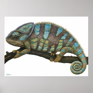 Poster de Caméléon