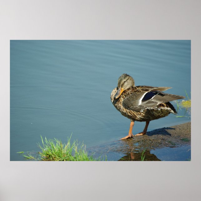 Poster de canard (Devant)