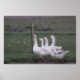 Poster de canard