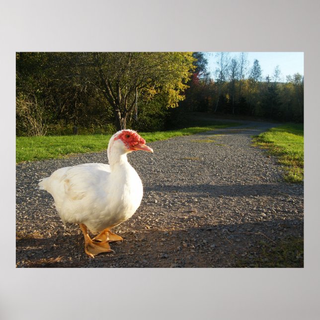 Poster de canard à muscovy mâle (Devant)