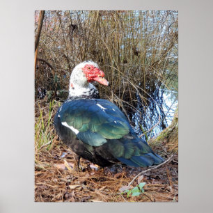 Poster de canard de muscovy