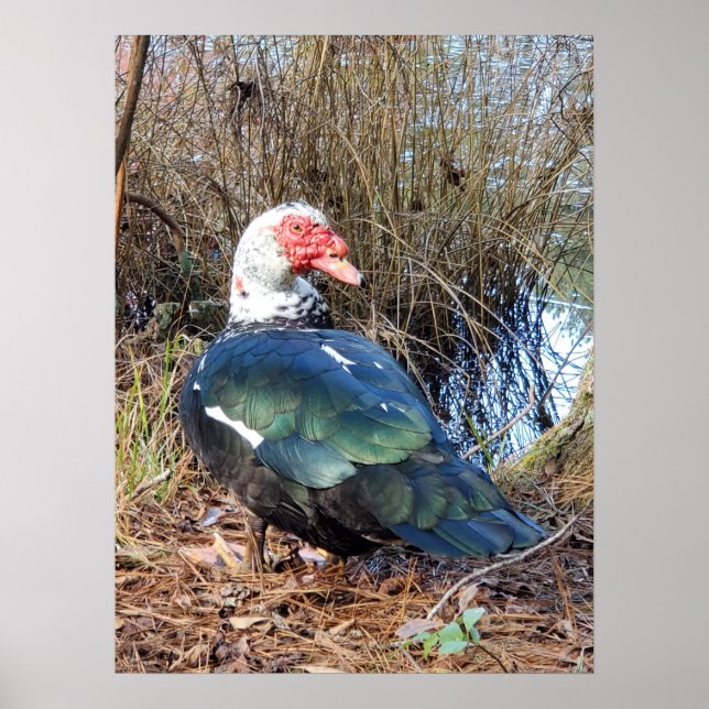 Poster de canard de muscovy (Devant)