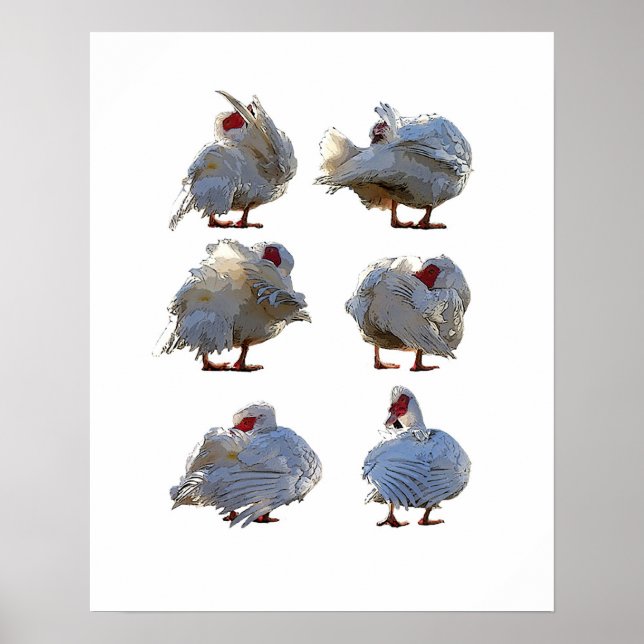 Poster de canard de muscovy (Devant)