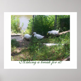 Poster de canards blancs sur une rampe