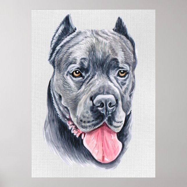 Poster de Cane Corso (Devant)