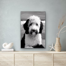 Poster de caniche noir et blanc