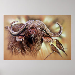 Poster de Cape Buffalo & Oxpeckers