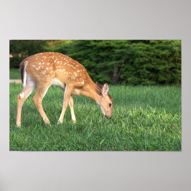 Poster de cerfs (Devant)