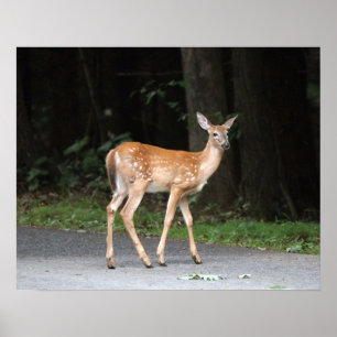 Poster de cerfs