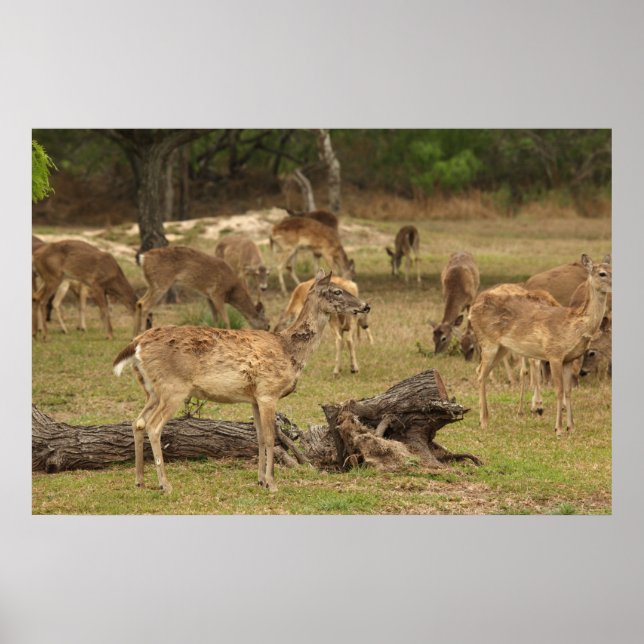 Poster de cerfs aveugles (Devant)