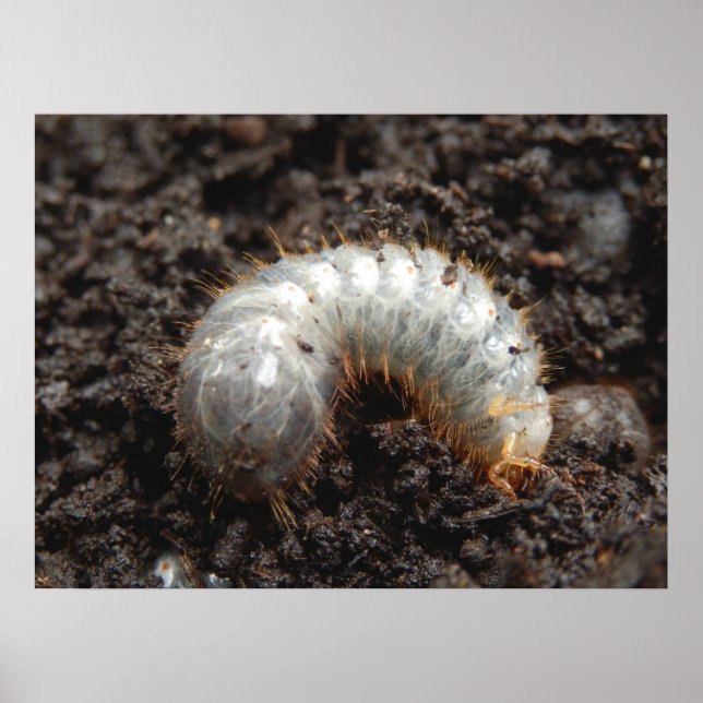 Poster de Chafer Larva (Devant)