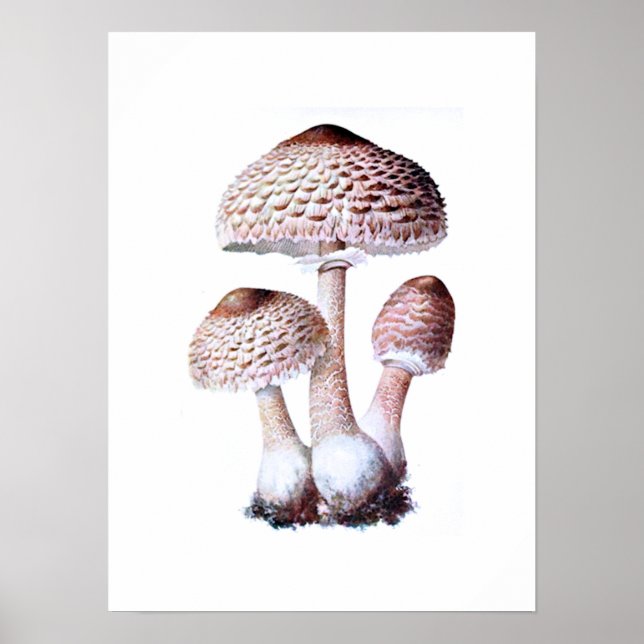 Poster de champignons (Devant)