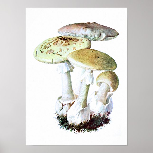 Poster de champignons (Devant)