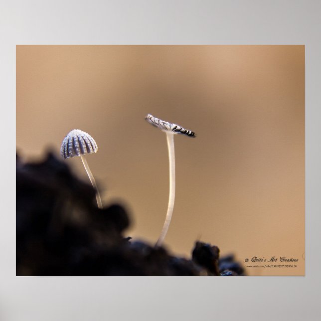 Poster de champignons (Coprinus Plicatilis) (Devant)