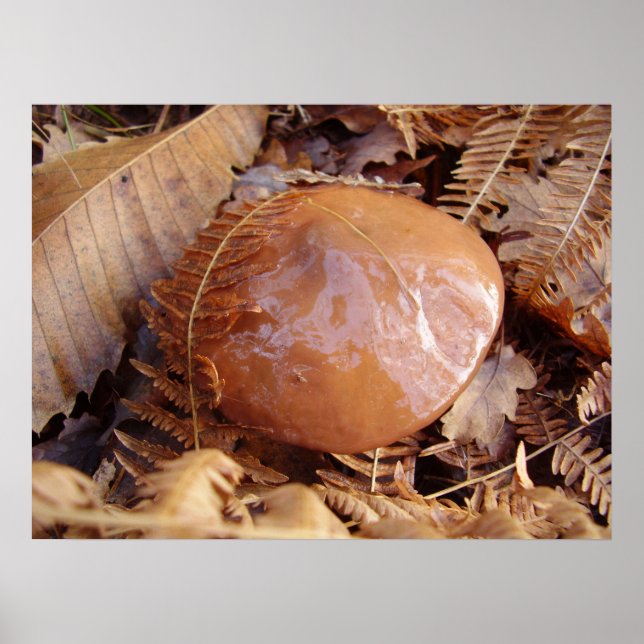 Poster de champignons Jack Slippery (Devant)