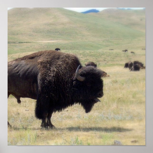 Poster de chasse au bison (Devant)