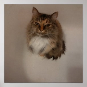 Poster de chat