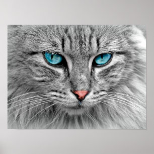 Poster de chat Blue Eyed