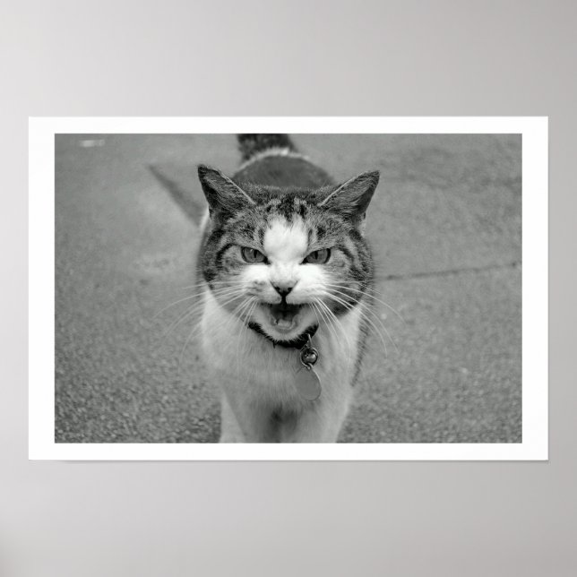 Poster de chat Crabby (Devant)