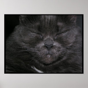 Poster de chat Gray Sleepy