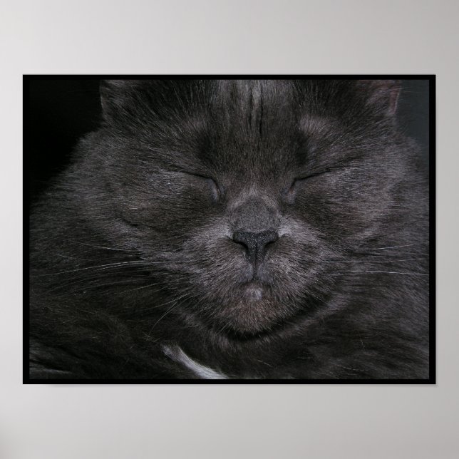 Poster de chat Gray Sleepy (Devant)