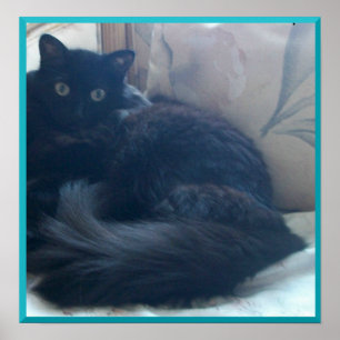 Poster de chat perse noir