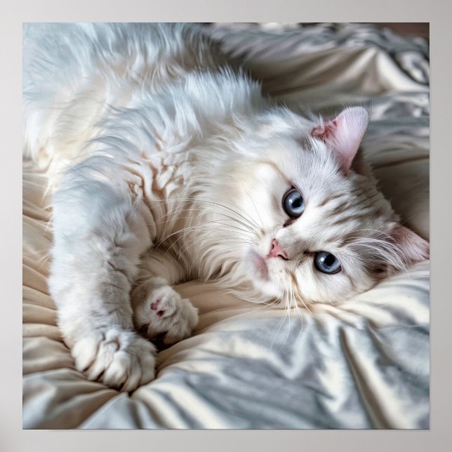 Poster de chat Ragdoll blanc (Devant)