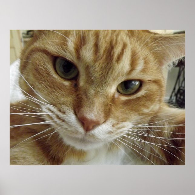 Poster de chat Tabby Orange (Devant)