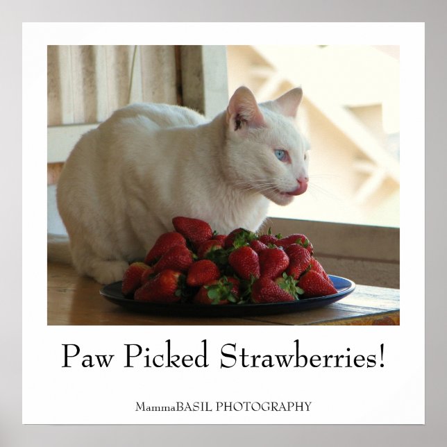 Poster de chats et de fraises ! (Devant)