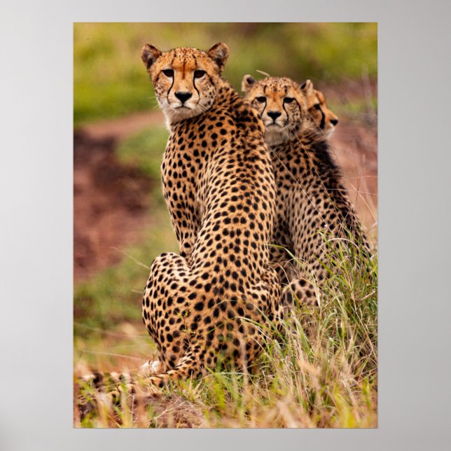 Poster de Cheetah (Devant)