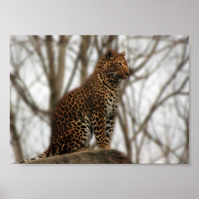 Poster de Cheetah (Devant)