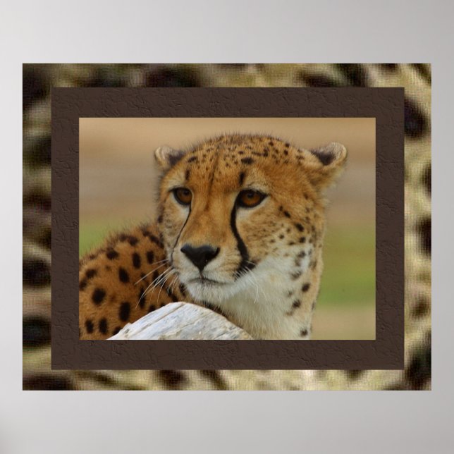 Poster de Cheetah (Devant)
