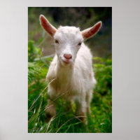 Poster de chèvre de bébé
