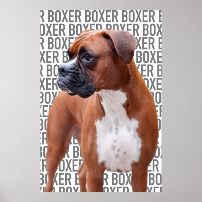 Poster de chien de boxe (Devant)