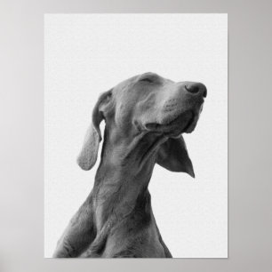 Poster de chien de rêve